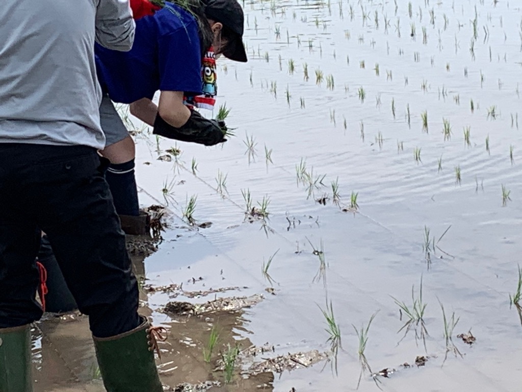 田植え体験の様子の画像